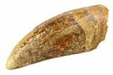 Serrated, Carcharodontosaurus Tooth - Real Dinosaur Tooth #351684-1
